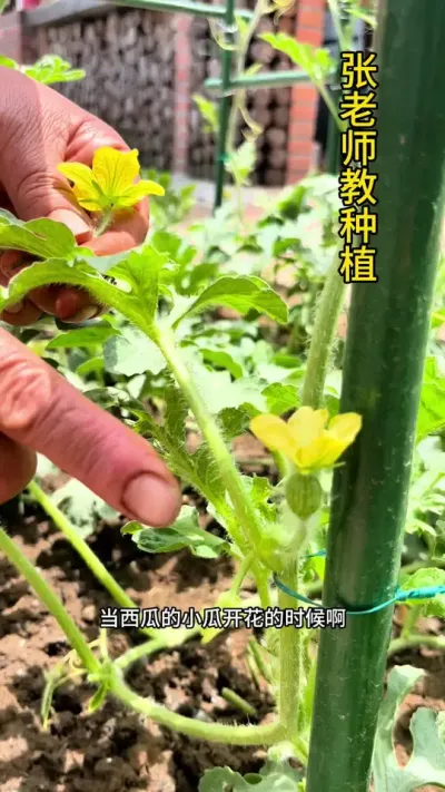 西瓜如何人工授粉#西瓜管理 #农业种植 #三农 #关注我一起学种菜