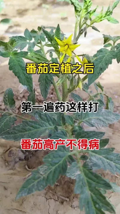 番茄定植之后，第一遍药这样打，番茄高产不得病#番茄种植 #抖音助农 #病害防治