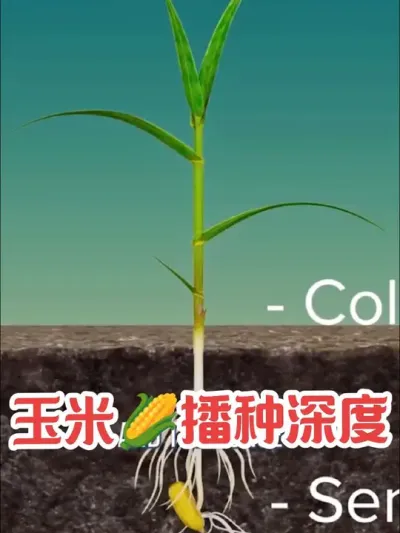 玉米🌽播种深度应该是多少？  #玉米播种深度 #玉米播种机 #玉米播种技术 #现代农业机械 #农机视频 @抖音小助手