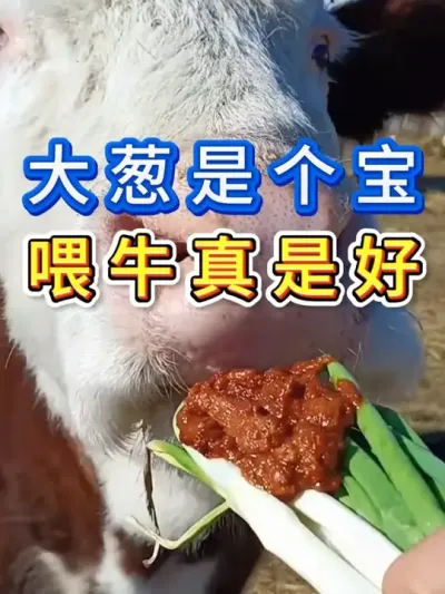 大葱是个宝喂牛真是好#养牛人 #三农 #养牛 #养殖