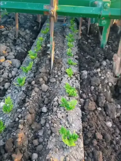 中耕除草 #中耕除草机 #犁地机 #农业机械 #农林机械 #农机视频 @抖音小助手