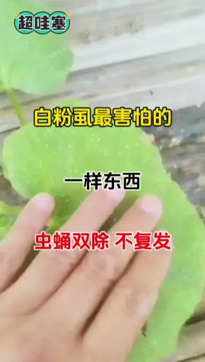 白粉虱最害怕的一样东西！虫卵双除不复发#虫卵双杀 #虫害防治 #番茄种植 #白粉虱