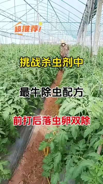 最牛杀虫配方#三农种植 #蚜虫防治 #白粉虱专用杀虫剂 #番茄种植