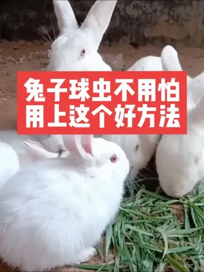 兔子球虫不用怕，用上这个好方法 #兔子#三农#养殖#养兔#养兔人