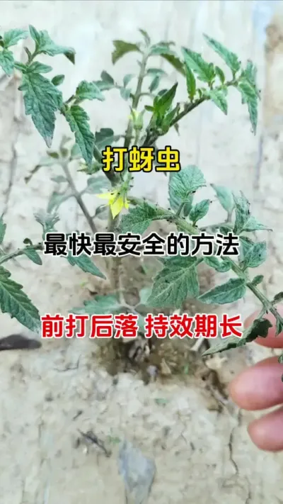 打蚜虫最快，最安全的方法，前打后落虫卵双除#西红柿种植 #瓜果蔬菜 #蚜虫防治 #抖音助农