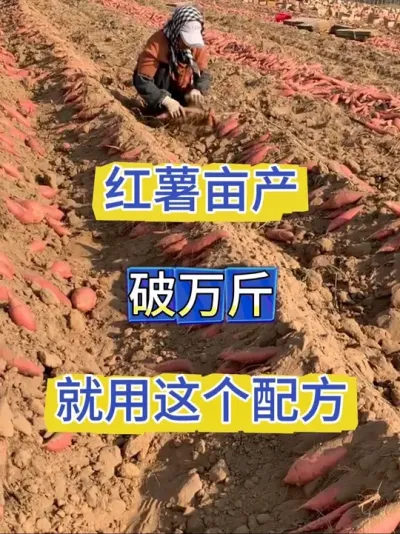 红薯增产小配方 不要钱的红薯增产配方来了，一定要收藏好#红薯种植#红薯管理 #红薯 #红薯高产 #农业种植