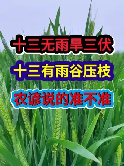 十三无雨旱三伏十三有雨谷压枝农谚说的准不准 #农业谚语 #农谚 #农谚老话 #农业种植 #三农
