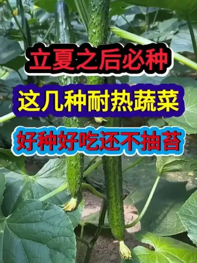 立夏之后必种这几种耐热蔬菜好种好吃还不抽苔 #蔬菜种植 #种植小技巧 #农业种植 #三农 #分享农业知识帮农民增产增收