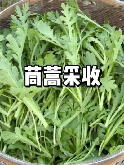 茼蒿在春天种植，多少天可以收获 