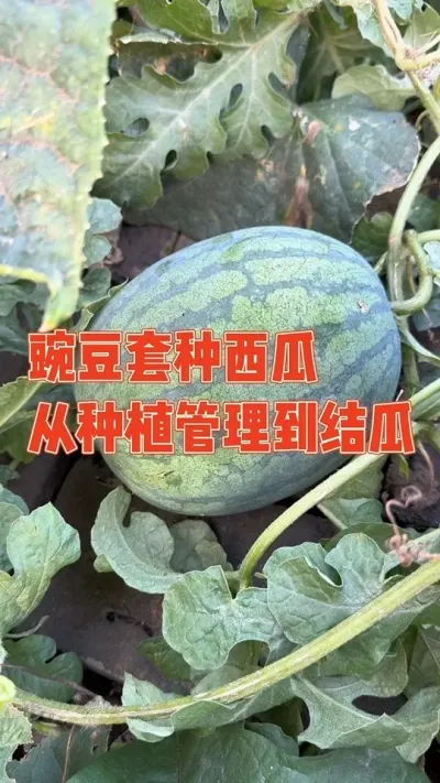 ֮ǰͰִʩʹЧȫһ²ֻڵӵŻôϱԸʣµ㶹ƺǺϹǾ֦ʹʩ˷ӦܳԵ