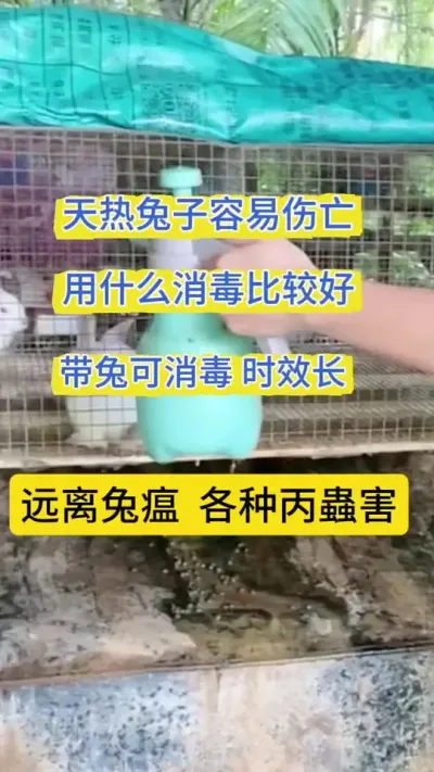 夏季兔子消毒用什么比较好，带兔可消毒，时效长，远离兔瘟各种丙蟲害#农村养殖 #养兔 #肉兔养殖 #养兔技术 #养兔人