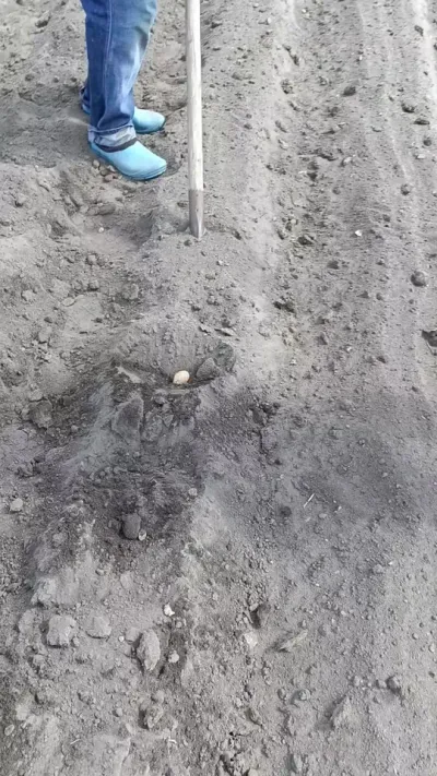 俄罗斯种土豆 #俄罗斯种地 #土豆播种 #马铃薯播种 #农业机械 #农机视频 @抖音小助手