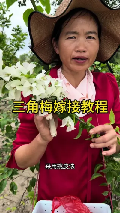 三角梅嫁接教程#嫁接技术 #新农人计划2025 #dou来广东百千万 #来抖音学农技