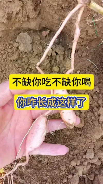 终于找到东来哥说的这个极品红薯了?。不缺你吃，不缺你喝，你咋长成这样了？???#红薯莳植 #淡紫红薯（淡淡的发紫的红薯）#农业莳植