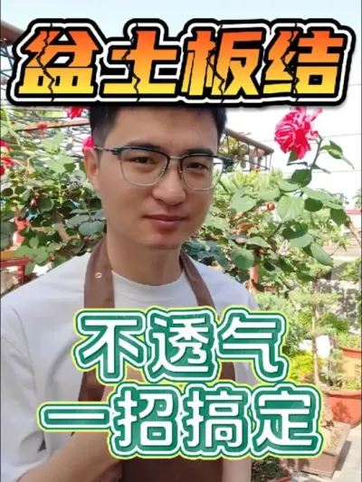 土壤板结不透气，教你一招搞定！#养花 #土壤板结 #土壤活化剂