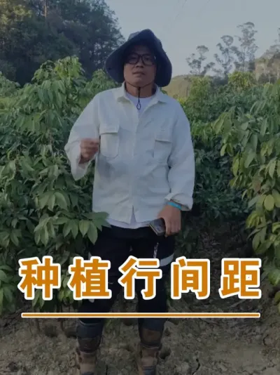 荔枝的种植行间距#广西灵山荔枝果苗#农业创业#抖音新农人计划2025#吕老师种果苗