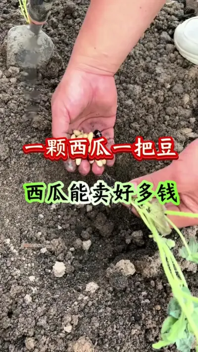 西瓜种植 一棵西瓜一把豆西瓜能卖好多钱#西瓜种植 #西瓜管理#西瓜高产#西瓜增甜