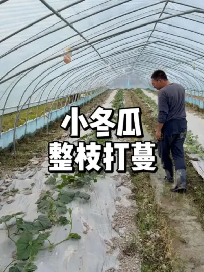 轻松管理小冬瓜，整枝打蔓小技巧 