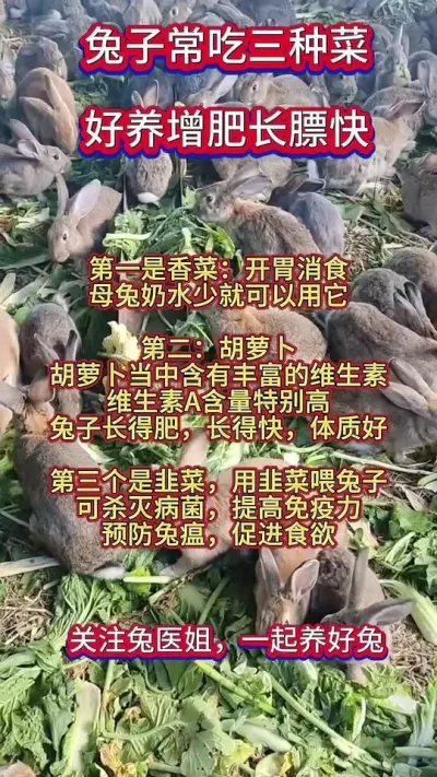 兔子常喂三种草，健康又好养长的肥又壮#兔子 #兔子养殖 #肉兔养殖 #养兔人