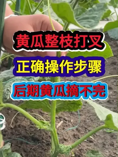 黄瓜整枝打叉正确操作步骤后期黄瓜摘不完 #黄瓜种植 #农业种植 #黄瓜种植技术 #种植小技巧 #三农