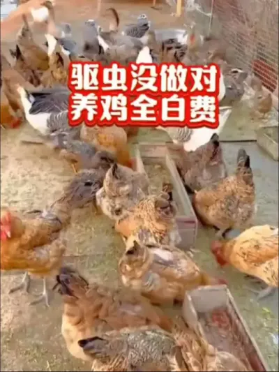 养鸡怎么驱虫，多长时间驱一次#鸡鸭鹅驱虫#养鸡知识#科学养鸡#养鸡小妙招#养鸡