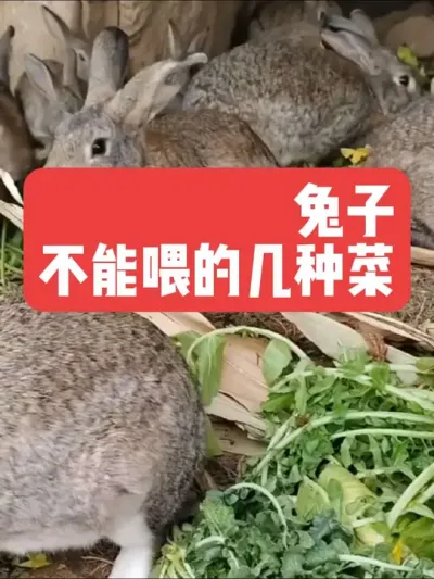 兔子不能喂的几种菜 #三农#养殖#兔子#养兔子#养兔人