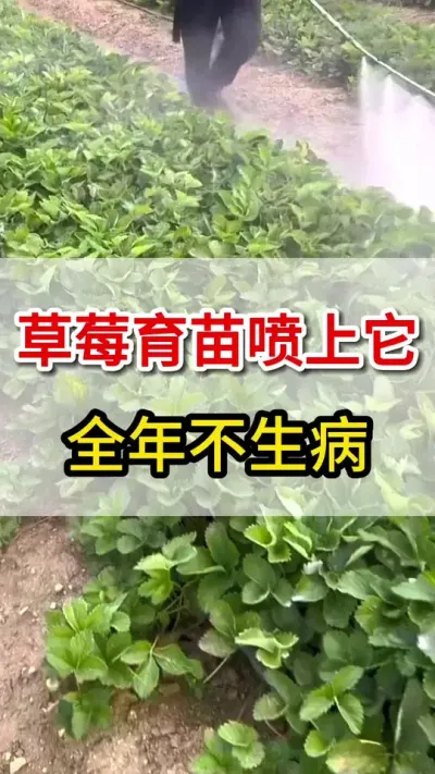 草莓育苗喷上它，苗子一年不得病#草莓#育苗
