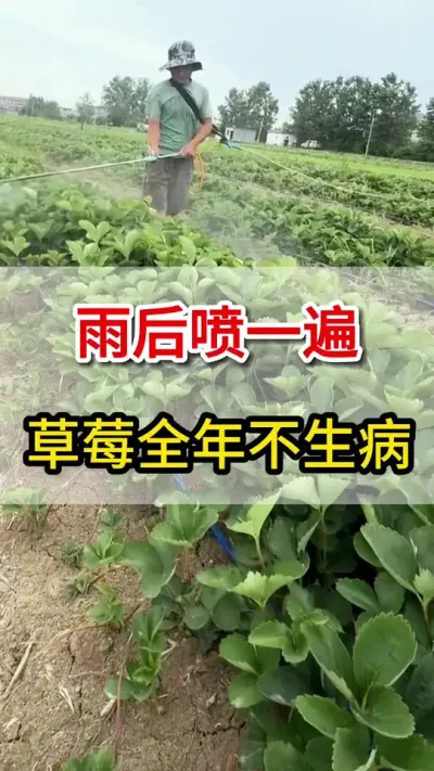 һݮ粻ò#ũҵֲ #ũ