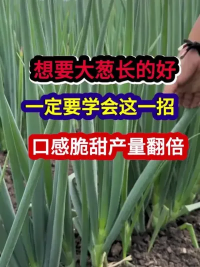 想要大葱长的好一定要学会这一招口感脆甜产量翻倍 #大葱种植 #大葱种植技术 #农业种植 #种植小技巧 #三农