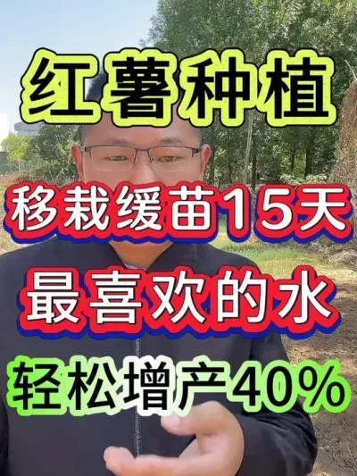 红薯移栽缓苗15天最喜欢的水轻松增产40% #红薯 #红薯种植 #红薯高产种植 #红薯高产 #种红薯