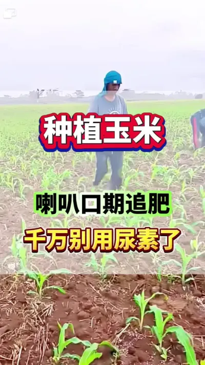 玉米追肥，千万别用尿素了！ #玉米种植 #玉米高产 #玉米追肥 #玉米种植管理技术 #服务三农支持三农