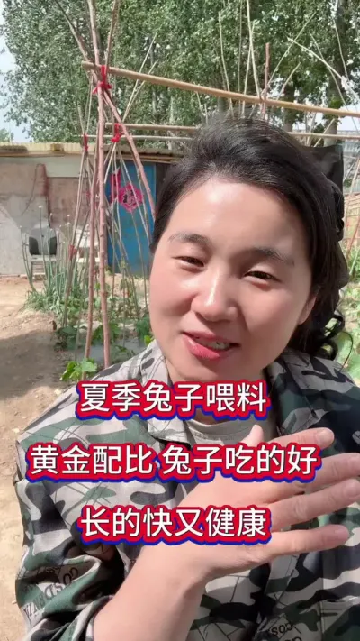 夏季兔子喂料大有讲究，学会配料是关键，这样喂料兔子成活率高长的肥又壮#兔子 #养兔人 #肉兔养殖 #养兔技术