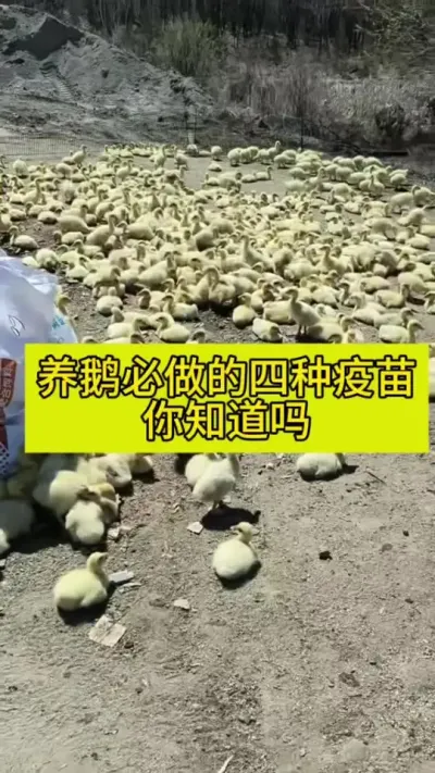 #养鹅人 #肉鹅养殖 #养鹅技术分享 #禽病防治 #养鹅流程