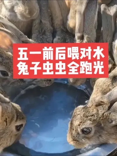五一前后这样喂水，兔子虫虫全跑光 #三农#养殖#兔子#养兔#养兔人