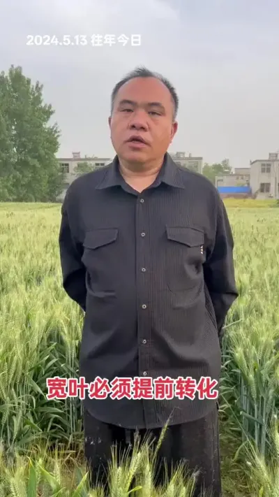 即便如此，叶片宽大，叶片长度长，转化也不充分，往往熟相差