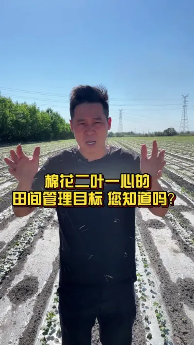 棉花二叶一心的田间管理目标，您知道吗？ #棉花种植专家讲座 #关注我每天分享种植知识 #棉花种植技术 @抖音小助手