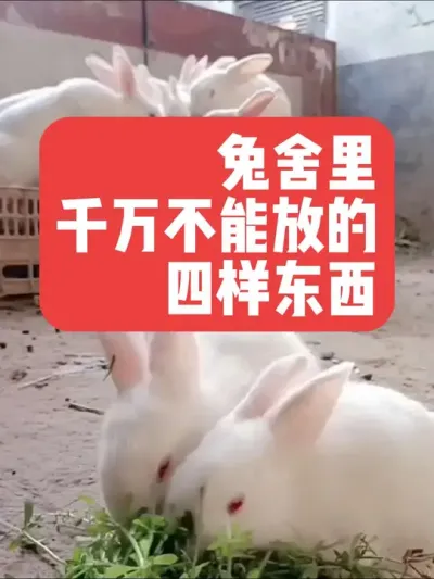 兔舍里千万不能放的四样东西 #三农#养殖#兔子#养兔子#养兔人