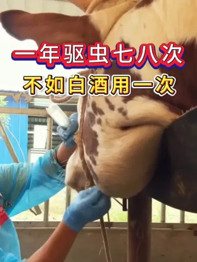 一年驱虫七八回，不如白酒用一回 #养牛人 #农村养牛 #养殖技术 #农村养殖 #育肥牛