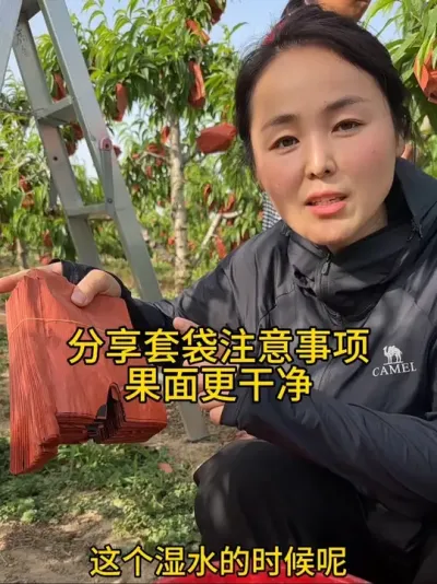 桃树套袋 #果树管理 #自家果园 几十口人干活一会不看都得返工，咱们注意检查