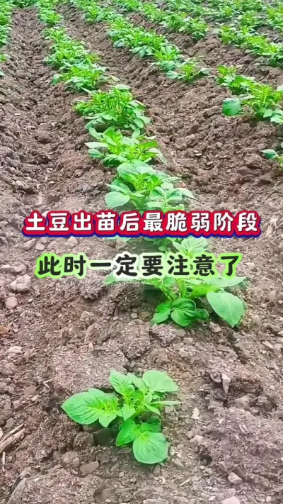 土豆出苗后最脆弱阶段此时一定注意了#土豆高产种植  #洋芋种植#马铃薯种植 #土豆种植技术#三农种植