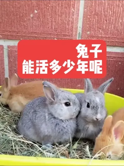兔子能活多少年呢？你知道吗？ #兔子#三农#养殖#养兔#养兔人