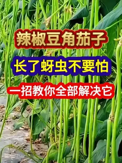辣椒豆角茄子长了蚜虫不要怕一招教你全部解决它 #辣椒种植 #豆角种植 #茄子种植 #农业种植 #种植小技巧