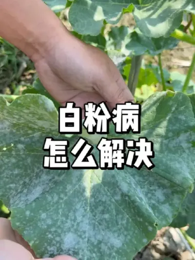 ߲˰׷۲ô 