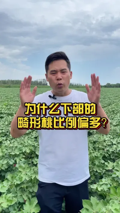 为什么棉花下部的畸形桃比例偏多 #畸形桃 #棉花莳植专家讲座 #关注我天天禀享莳植知识 @抖音小助手