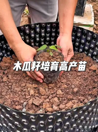 木瓜吃完籽别扔！手把手教你培育高产苗，盆栽地栽都爆果 #种植小技巧 #盆栽 #园艺小妙招 ##自然奇境科普季