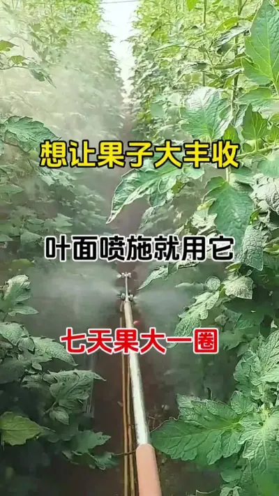 番茄管理，膨果#番茄种植 #果树膨果 #三农种植 #抖音助农