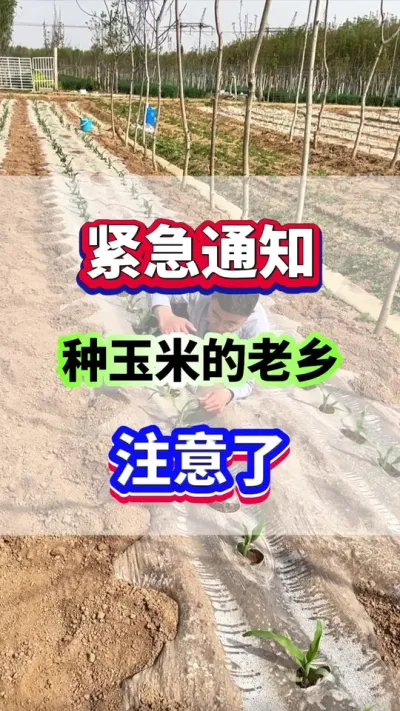 紧急通知！种玉米的老乡注意了！！！#玉米种植  #玉米高产  #农业种植  #增产增收