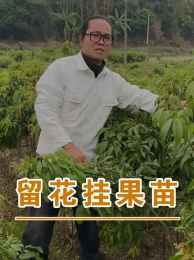 荔枝太早挂果不好的原因#广西灵山荔枝果苗#农业创业#抖音新农人计划2025#吕老师种果苗