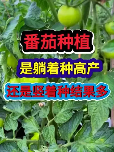 番茄种植是躺着种高产还是竖着种结果多 #番茄种植 #种植小技巧 #西红柿种植 #三农 #农业种植