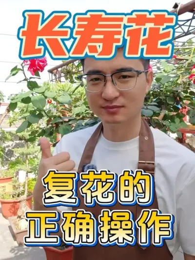 长寿花复花的正确操作，看看你做对了吗！ #养花  #长寿花  #复花